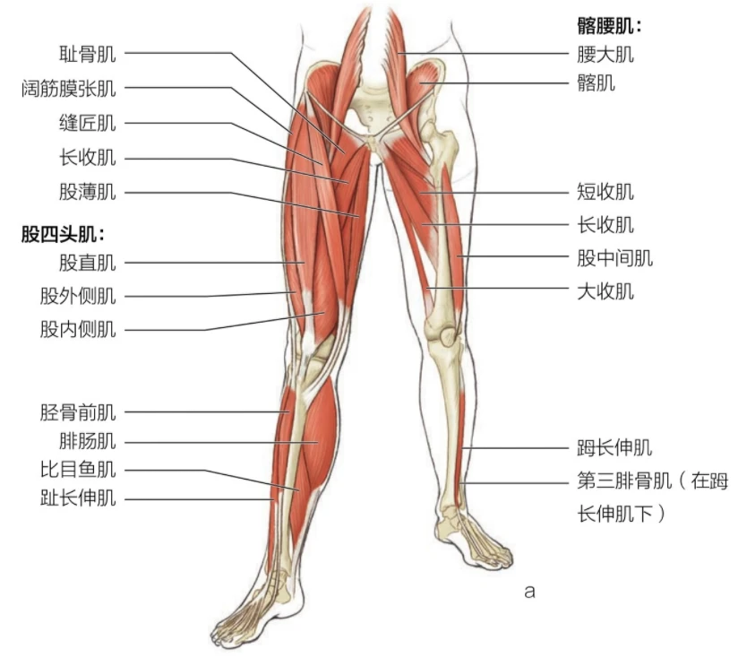 为什么<a href=